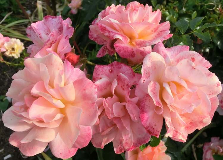 Rosenpotpourri im Park (Bitte hier klicken um dieses Bild in seiner vollen Größe zu betrachten)
