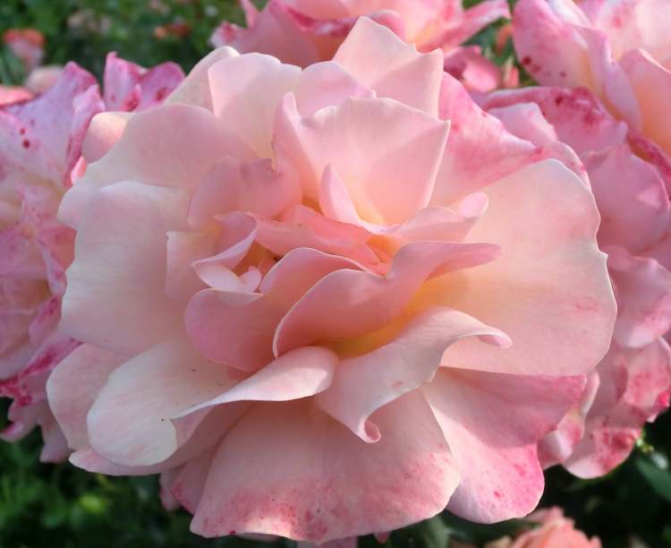 Rosenblüten wie drappiert (Bitte hier klicken um dieses Bild in seiner vollen Größe zu betrachten)