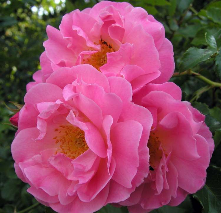 drei Rosenblüten (Bitte hier klicken um dieses Bild in seiner vollen Größe zu betrachten)