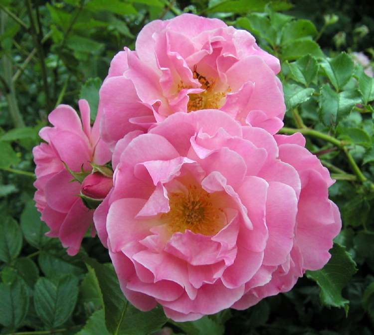 drei rosa Rosenblüten (Bitte hier klicken um dieses Bild in seiner vollen Größe zu betrachten)