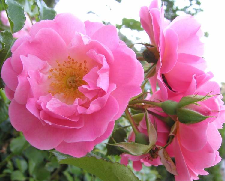 hellrosa Rosenblüten (Bitte hier klicken um dieses Bild in seiner vollen Größe zu betrachten)