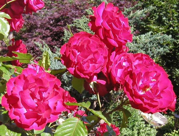 Rosen im Garten (Bitte hier klicken um dieses Bild in seiner vollen Größe zu betrachten)