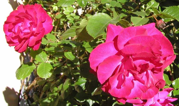 zwei fette Rosenblüten (Bitte hier klicken um dieses Bild in seiner vollen Größe zu betrachten)