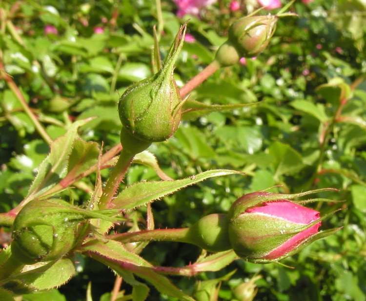 Rosenknospen (Bitte hier klicken um dieses Bild in seiner vollen Größe zu betrachten)