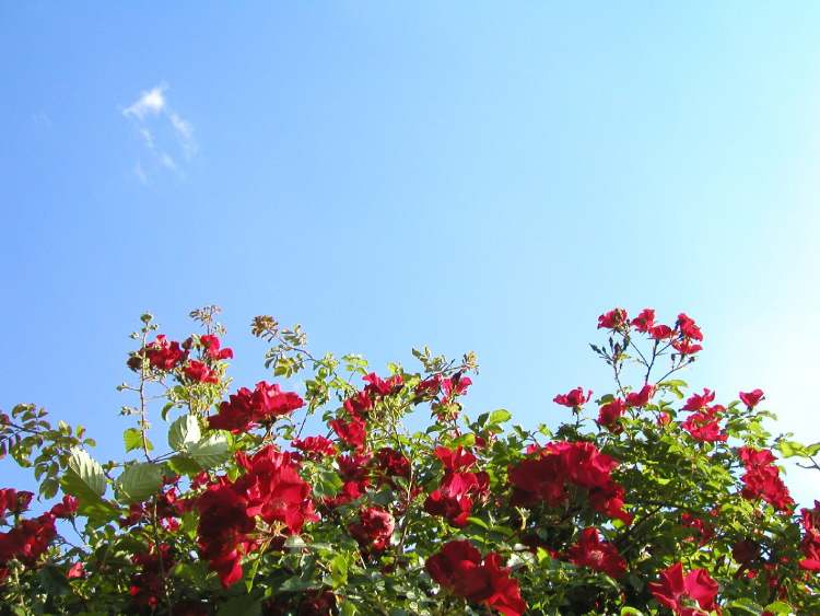 Rosen vor Himmel (Bitte hier klicken um dieses Bild in seiner vollen Größe zu betrachten)