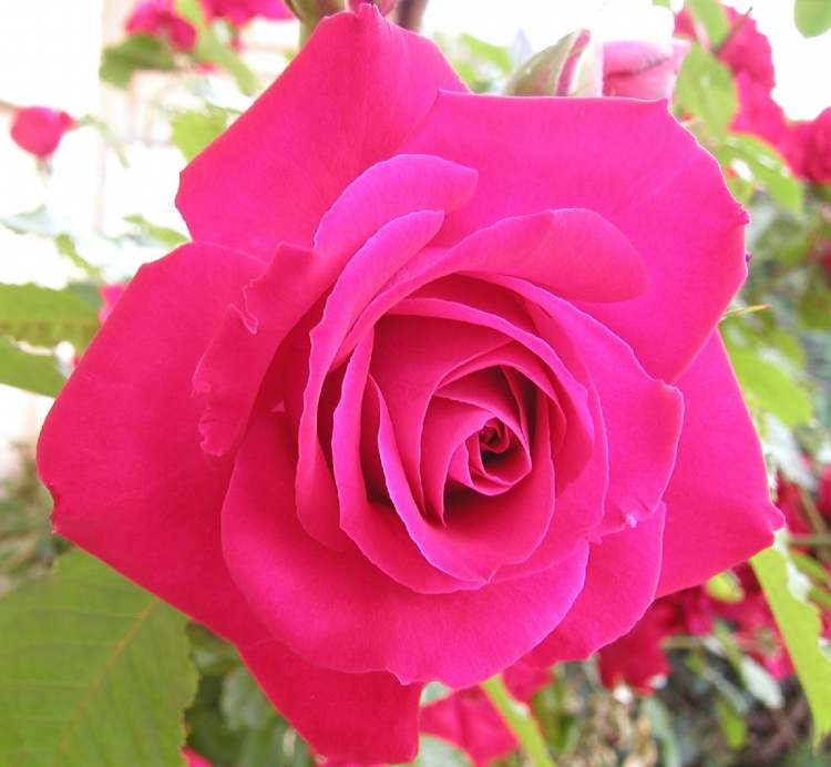klassische Roseblüte (Bitte hier klicken um dieses Bild in seiner vollen Größe zu betrachten)