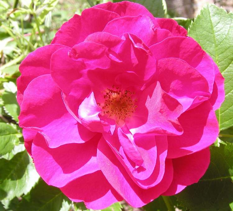 herrliche Rosenblüte (Bitte hier klicken um dieses Bild in seiner vollen Größe zu betrachten)