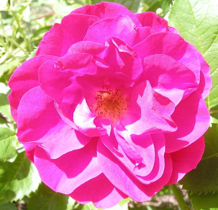 Rosenduftblüte (Bitte hier klicken um dieses Bild in seiner vollen Größe zu betrachten)