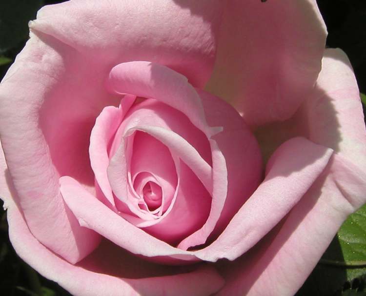 pralle Rosenblüte (Bitte hier klicken um dieses Bild in seiner vollen Größe zu betrachten)