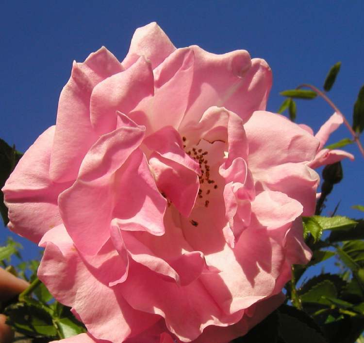 Rosenblüte im blauen Sommerhimmel (Bitte hier klicken um dieses Bild in seiner vollen Größe zu betrachten)