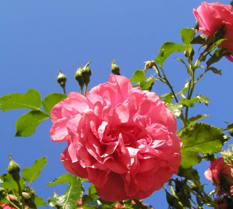 Rote Rosen mit Knospen und blauem Himmel (Bitte hier klicken um dieses Bild in seiner vollen Größe zu betrachten)