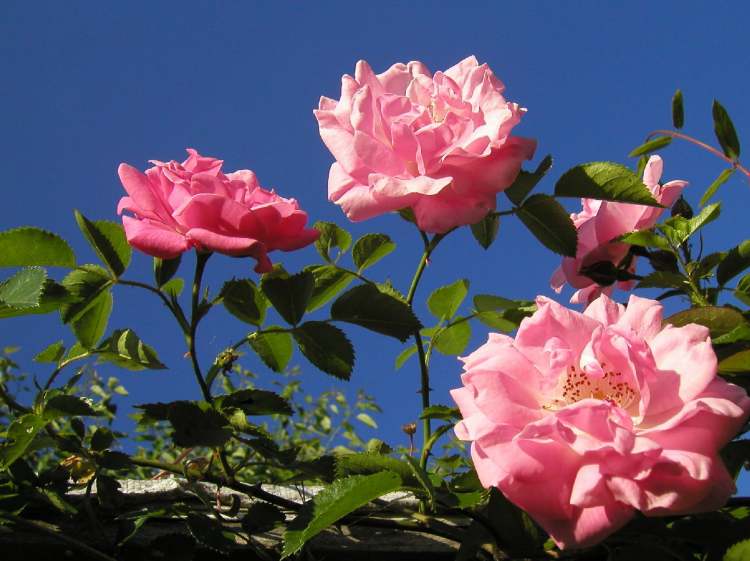 Rosen vor blauem Himmel (Bitte hier klicken um dieses Bild in seiner vollen Größe zu betrachten)