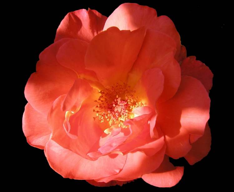 eine Rose die sich aus dem Dunkel erhebt (Bitte hier klicken um dieses Bild in seiner vollen Größe zu betrachten)