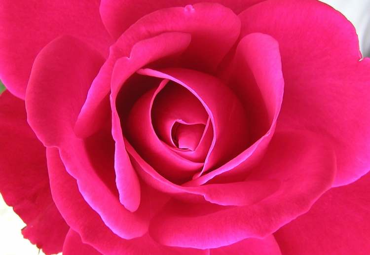 in Zentrum der Rosenblüte (Bitte hier klicken um dieses Bild in seiner vollen Größe zu betrachten)
