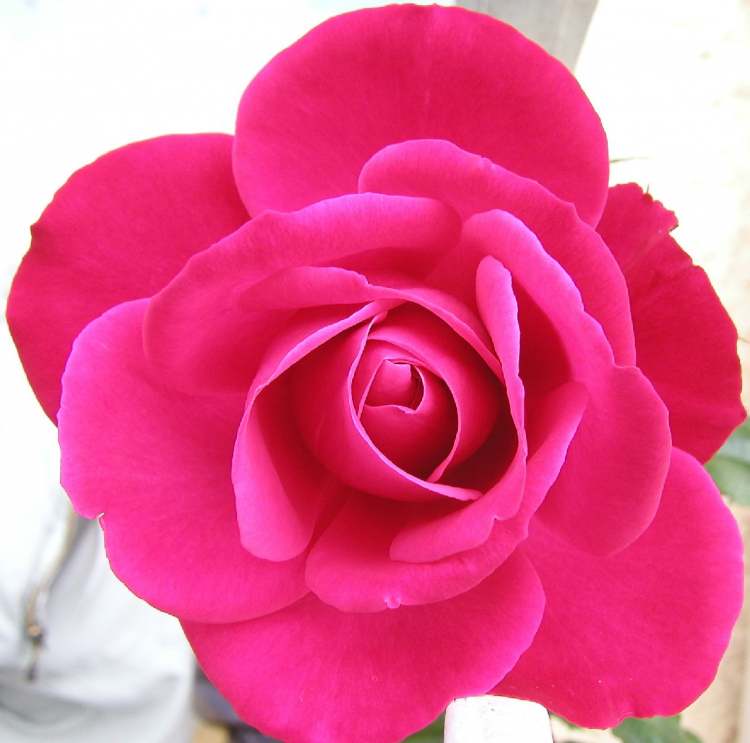 Rosenblüte klassische Form (Bitte hier klicken um dieses Bild in seiner vollen Größe zu betrachten)