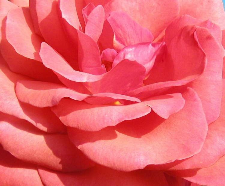 Harmonie einer Rose (Bitte hier klicken um dieses Bild in seiner vollen Größe zu betrachten)