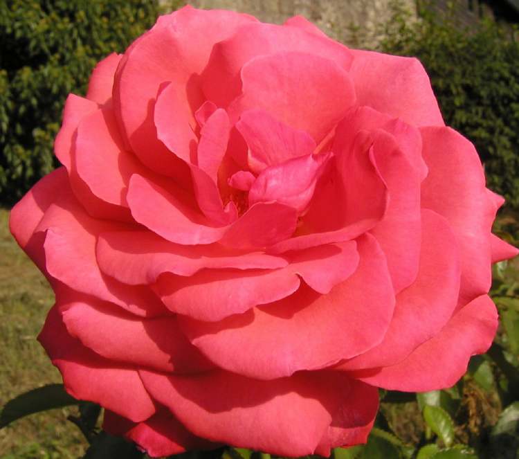 Sommer-Rosenblüte (Bitte hier klicken um dieses Bild in seiner vollen Größe zu betrachten)