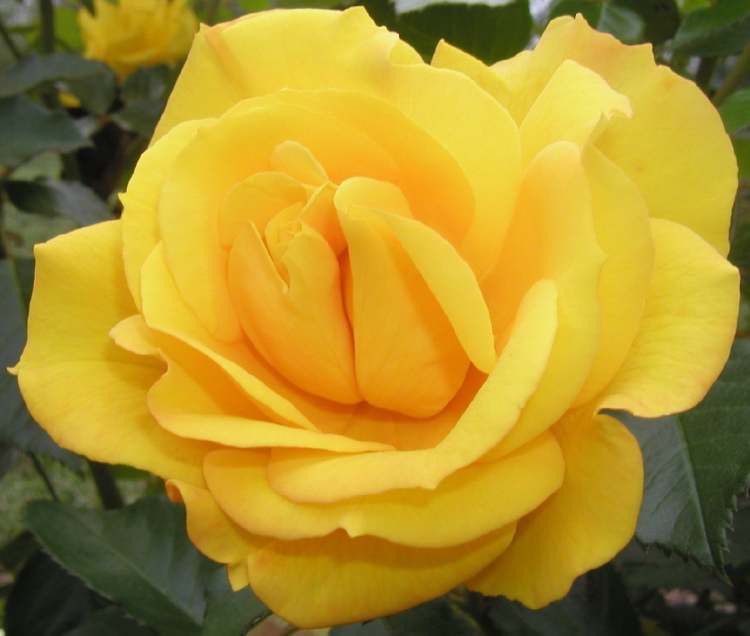 schöne gelbe Rosenblüte (Bitte hier klicken um dieses Bild in seiner vollen Größe zu betrachten)