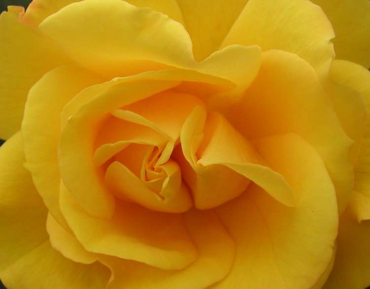 eine gelbe Rosenblüte (Bitte hier klicken um dieses Bild in seiner vollen Größe zu betrachten)