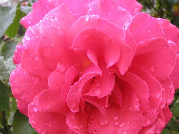 Rosenblüte kurz nach Regenguss (Bitte hier klicken um dieses Bild in seiner vollen Größe zu betrachten)