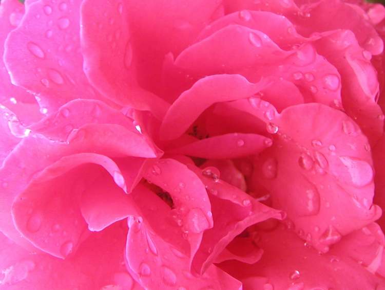 nasse Rosenblüte kurz nach Regenguss (Bitte hier klicken um dieses Bild in seiner vollen Größe zu betrachten)