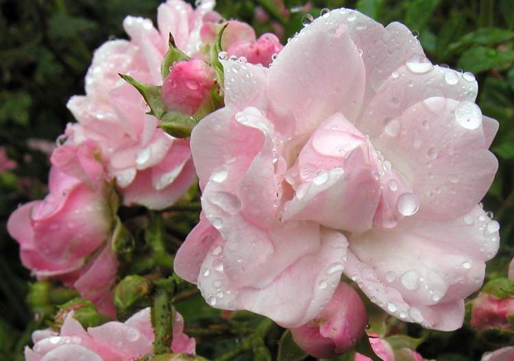 Regentropfen auf Rose (Bitte hier klicken um dieses Bild in seiner vollen Größe zu betrachten)