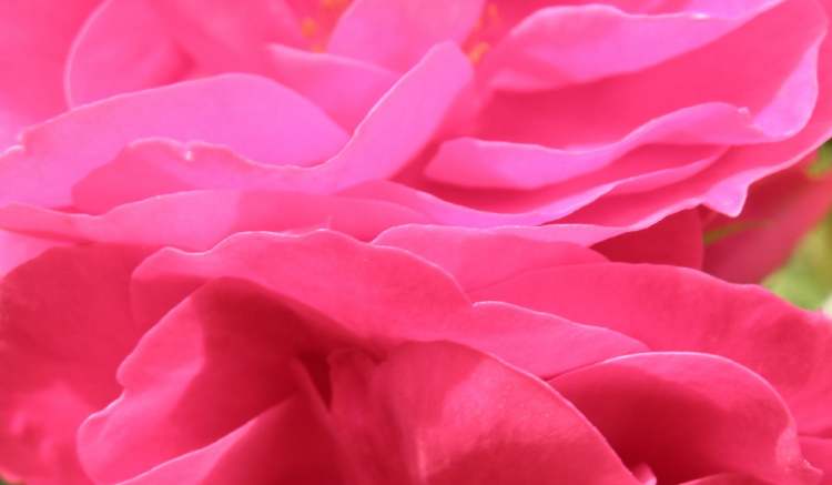 Rosenblätterschwarm (Bitte hier klicken um dieses Bild in seiner vollen Größe zu betrachten)