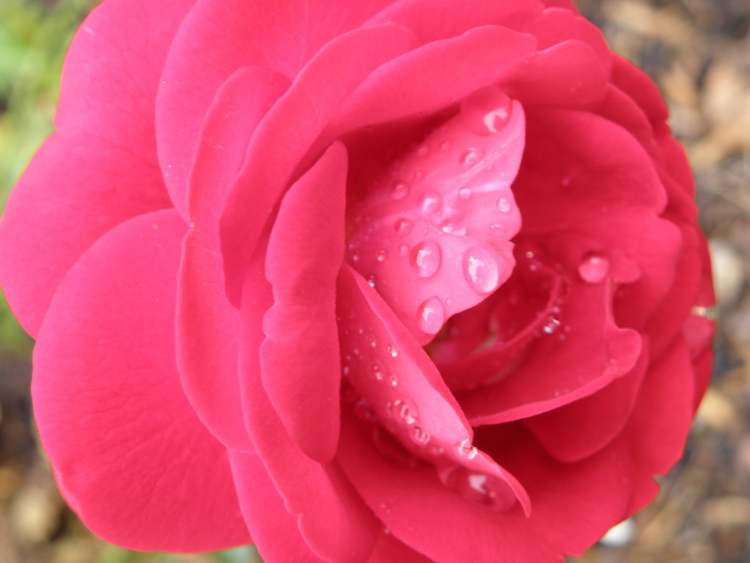 nasse Rosenblüte (Bitte hier klicken um dieses Bild in seiner vollen Größe zu betrachten)