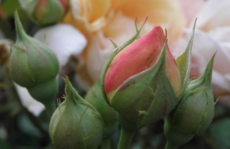 Rosenknospen die sich dem Betrachter darbieten (Bitte hier klicken um dieses Bild in seiner vollen Größe zu betrachten)