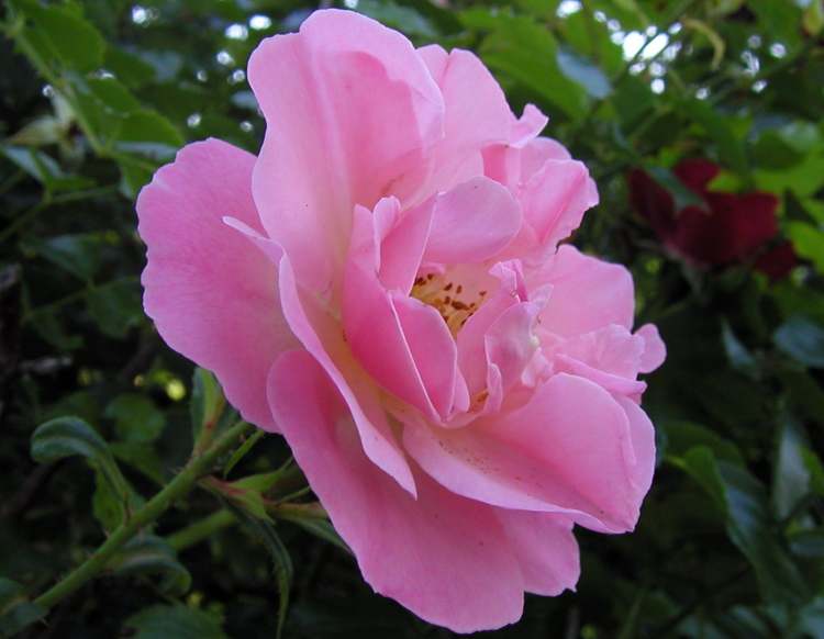 helle Rosenblüte (Bitte hier klicken um dieses Bild in seiner vollen Größe zu betrachten)
