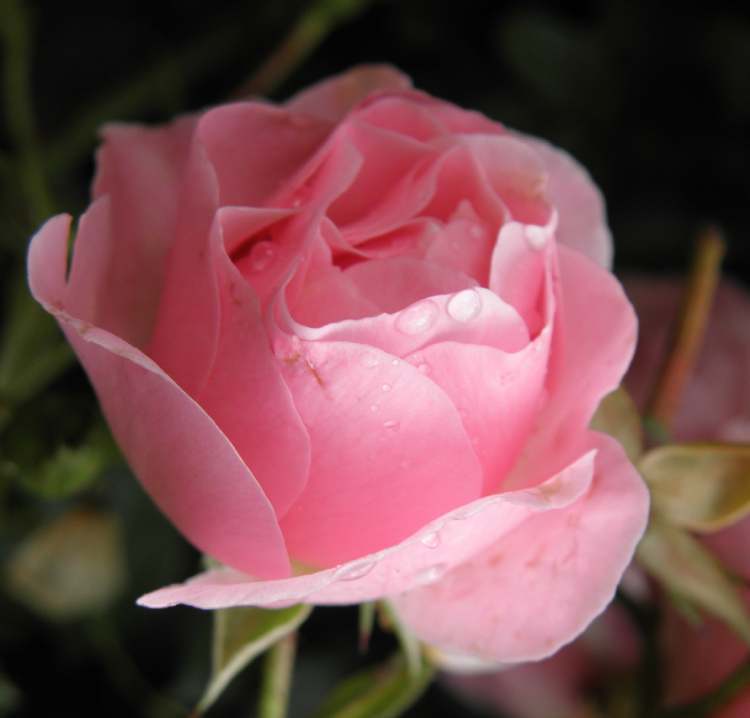 im Dunkel der Nacht eine rosa Rosenblüte (Bitte hier klicken um dieses Bild in seiner vollen Größe zu betrachten)