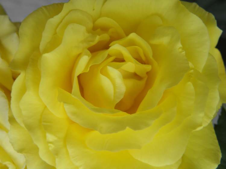 wunderschöne gelbe Rose (Bitte hier klicken um dieses Bild in seiner vollen Größe zu betrachten)