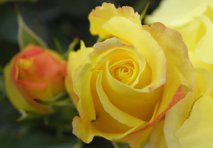 gelbrote Rosen (Bitte hier klicken um dieses Bild in seiner vollen Größe zu betrachten)