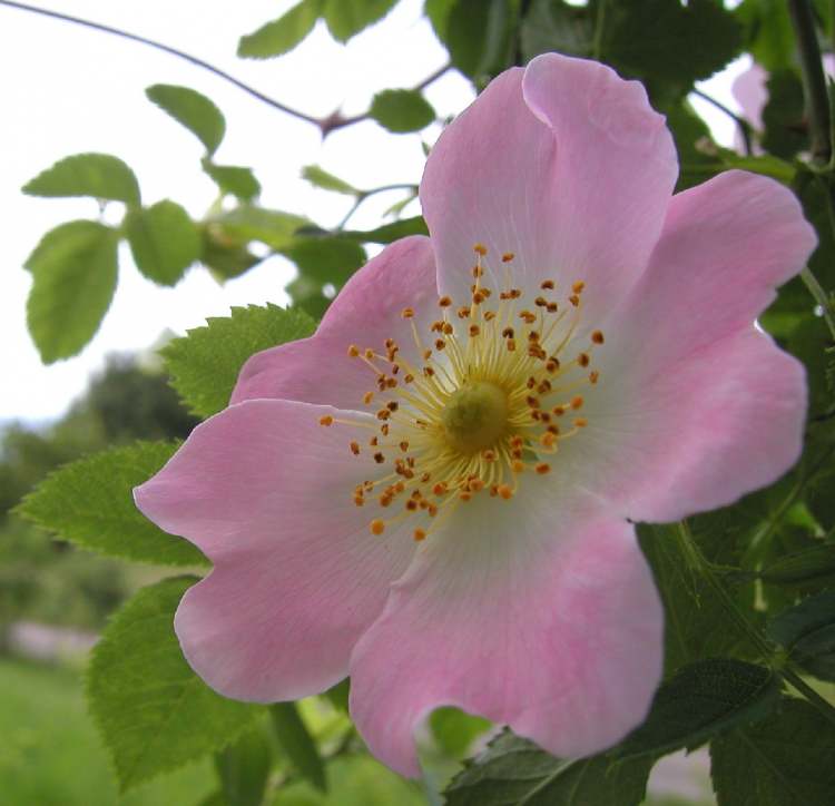 wild wachsende Rose (Bitte hier klicken um dieses Bild in seiner vollen Größe zu betrachten)