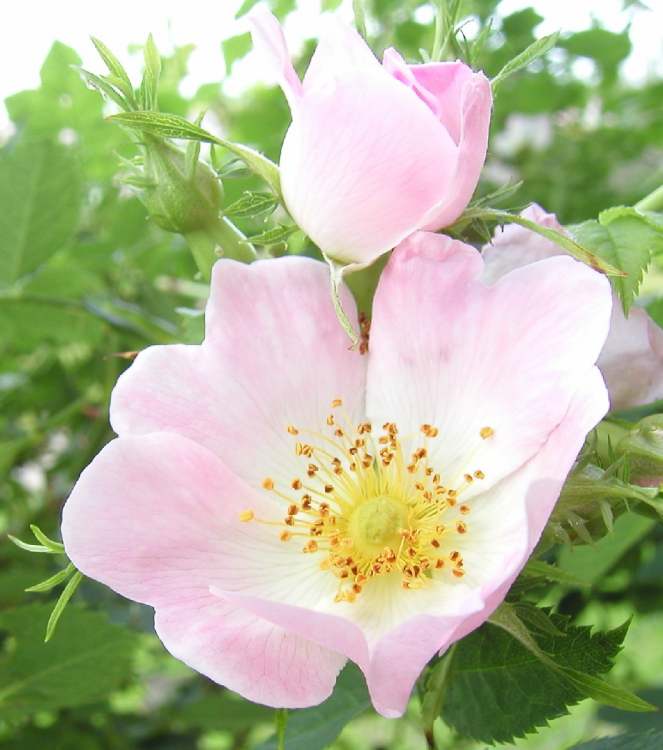 zarte Rosen (Bitte hier klicken um dieses Bild in seiner vollen Größe zu betrachten)