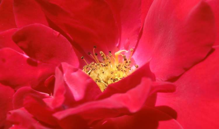 im Zentrum der roten Rosenblüte (Bitte hier klicken um dieses Bild in seiner vollen Größe zu betrachten)