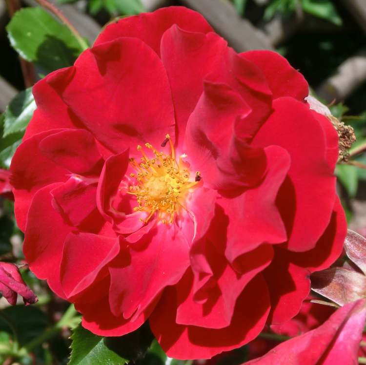 Rosenblüte rot (Bitte hier klicken um dieses Bild in seiner vollen Größe zu betrachten)