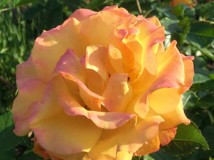 Gelbe Rosenblüte (Bitte hier klicken um dieses Bild in seiner vollen Größe zu betrachten)