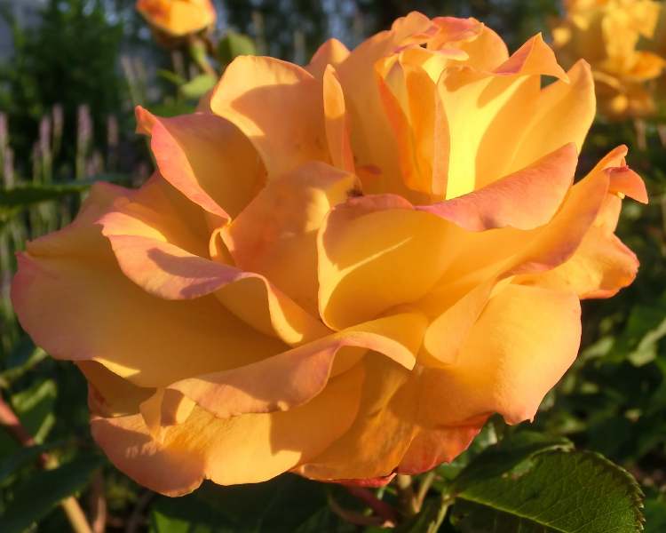 Gelbe Roseblütenblätter (Bitte hier klicken um dieses Bild in seiner vollen Größe zu betrachten)