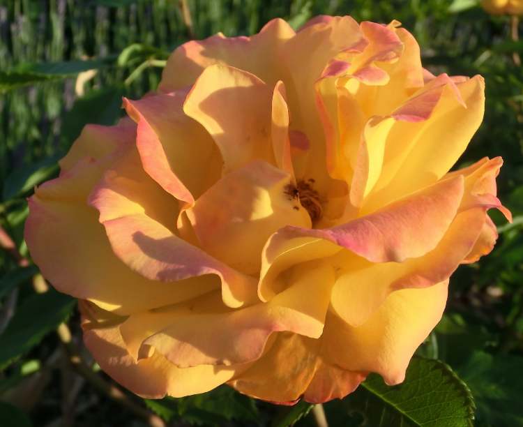 gelbrote Rosenblüte (Bitte hier klicken um dieses Bild in seiner vollen Größe zu betrachten)