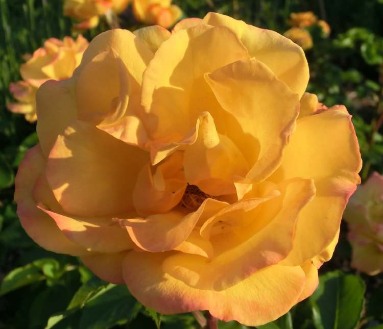Gelbe Rose im Abendlicht (Bitte hier klicken um dieses Bild in seiner vollen Größe zu betrachten)