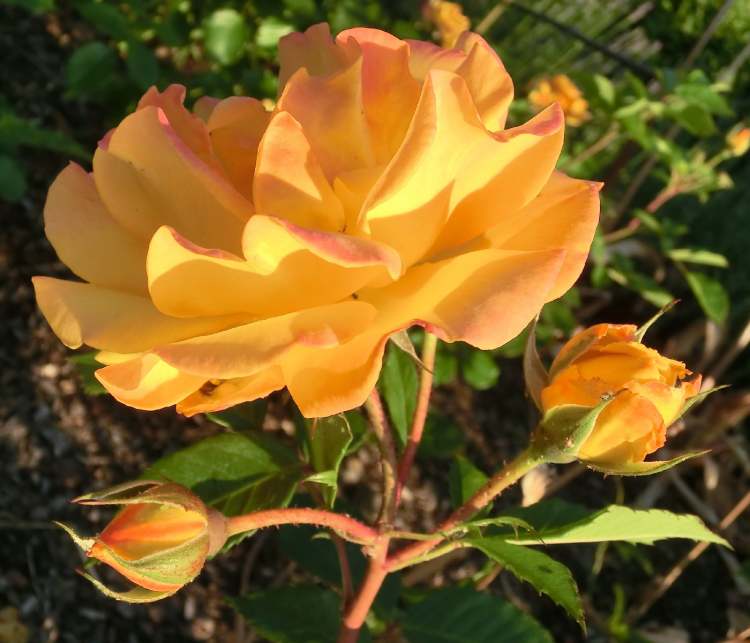 Gelbe Rose mit ihrer typischen Knospenform (Bitte hier klicken um dieses Bild in seiner vollen Größe zu betrachten)