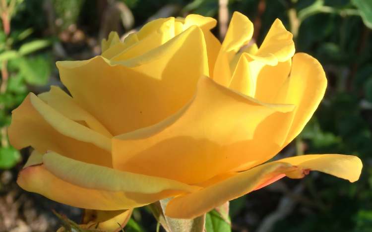 Gelbe Rose von der Seite (Bitte hier klicken um dieses Bild in seiner vollen Größe zu betrachten)