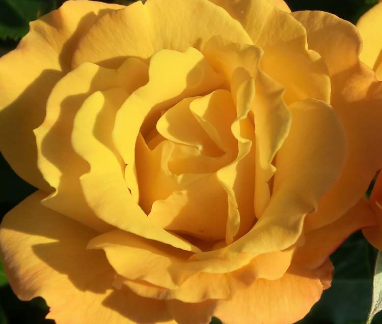 Gelbe Rose von oben (Bitte hier klicken um dieses Bild in seiner vollen Größe zu betrachten)