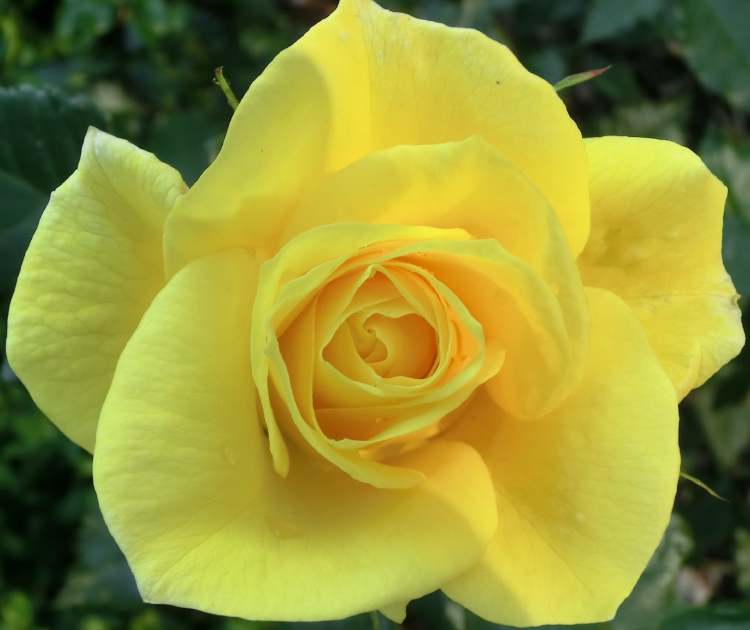 herrliche gelbe Rosenblüte (Bitte hier klicken um dieses Bild in seiner vollen Größe zu betrachten)
