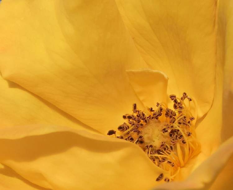 im Zentrum der gelben Rose (Bitte hier klicken um dieses Bild in seiner vollen Größe zu betrachten)
