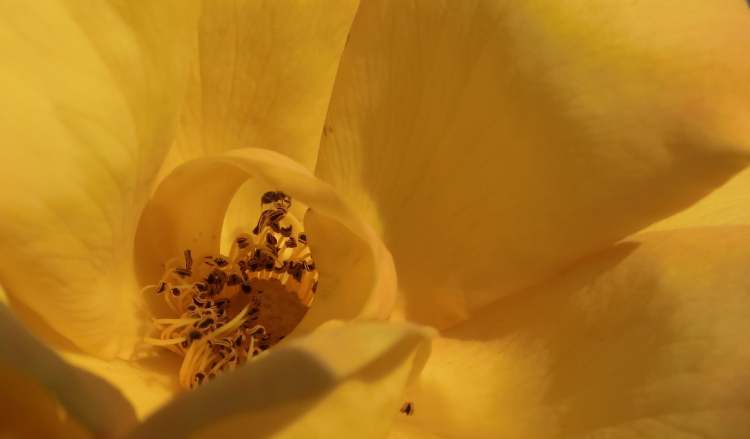 im Zentrum der gelben Rosenblüte (Bitte hier klicken um dieses Bild in seiner vollen Größe zu betrachten)