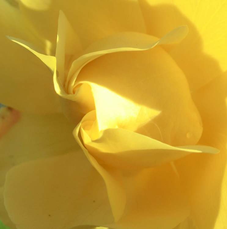 Gelbe Rosenblütenblätter (Bitte hier klicken um dieses Bild in seiner vollen Größe zu betrachten)
