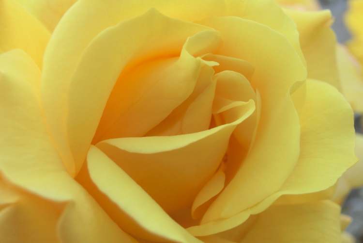 Gelbe Rose (Bitte hier klicken um dieses Bild in seiner vollen Größe zu betrachten)