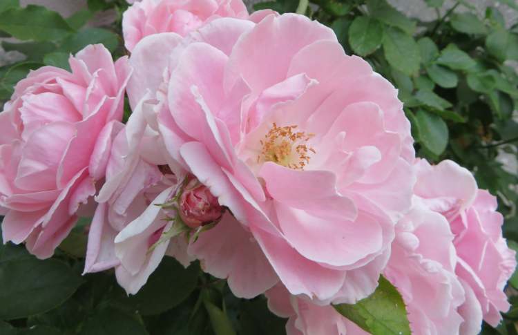 Rosa Rosenblüten (Bitte hier klicken um dieses Bild in seiner vollen Größe zu betrachten)